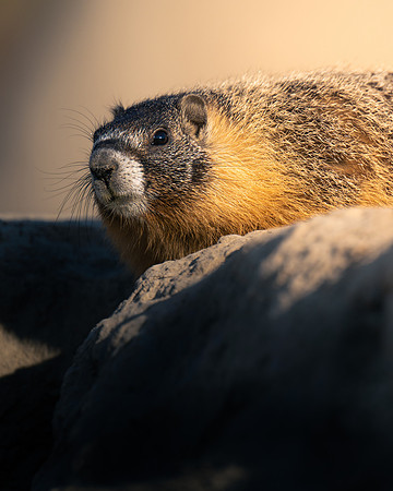 Marmot