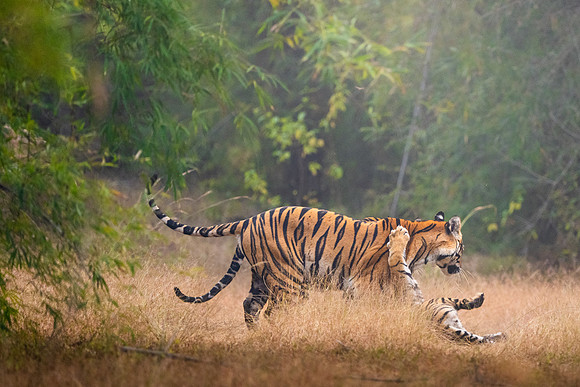 47 - Bandhavgarh National Park - Tiger and her cub