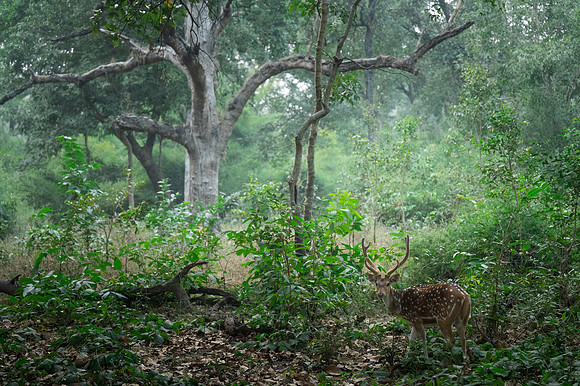 35 - Bandhavgarh National Park - Axis Deer