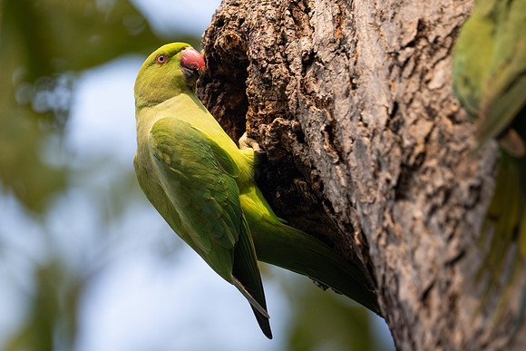 40 - Parakeet