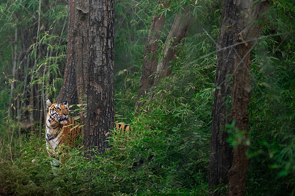 43 - Bandhavgarh National Park - Tiger