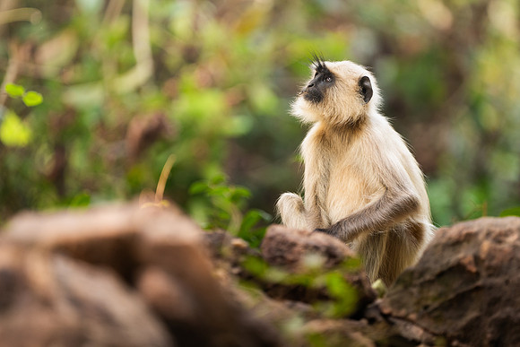 37 - Langur Monkey