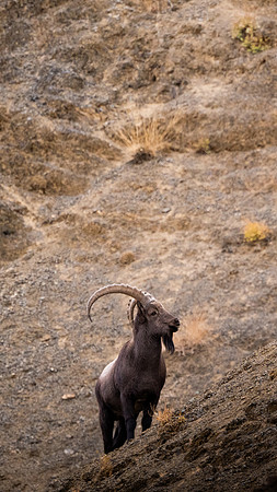 20 - Ladakh Ibex (Wild Goat)