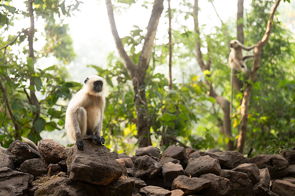 33 - Bandhavgarh National Park - Langur Monkeys