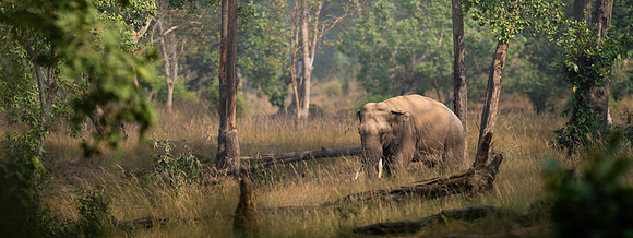 38 - WIld Elephant