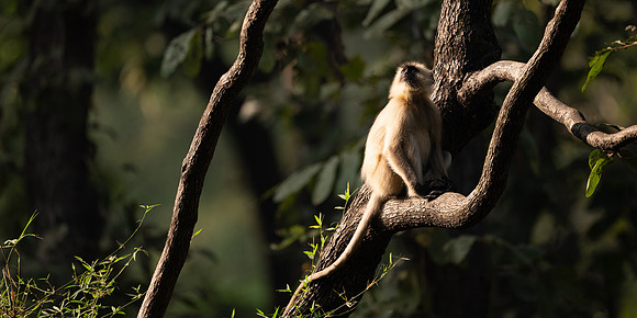 36 - Langur Monkey