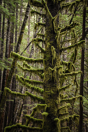 The Tree