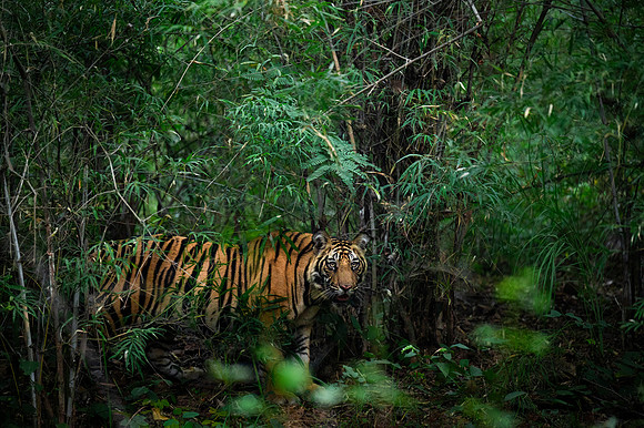 44 - Bandhavgarh National Park - Tiger in the Jungle