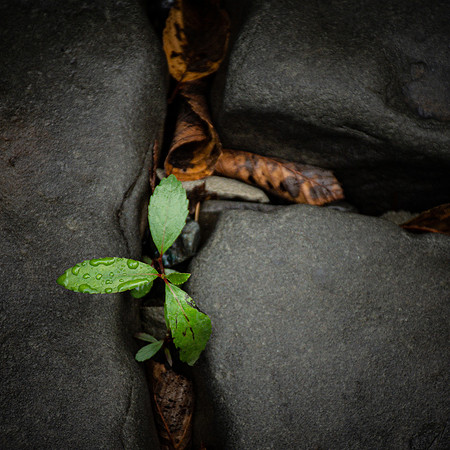 The Sapling