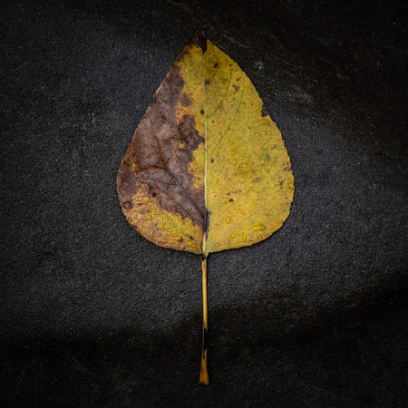 The Leaf