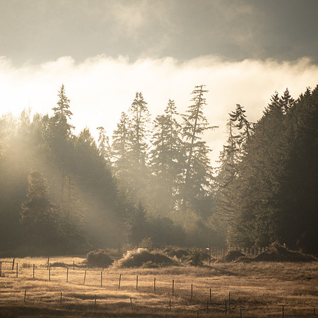 The Light