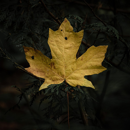 The Maple Leaf