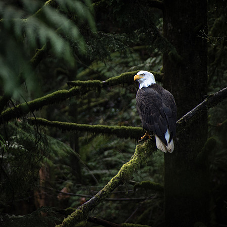 The Eagle