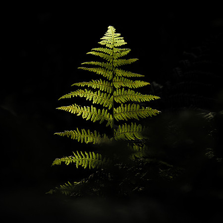 The Fern