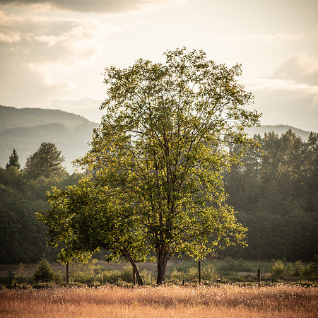 The Tree