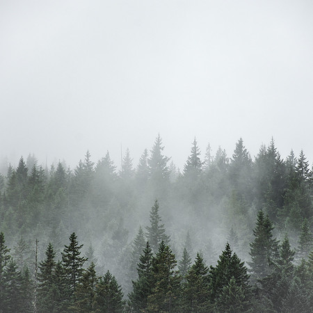 The Treeline