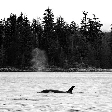 The Orca