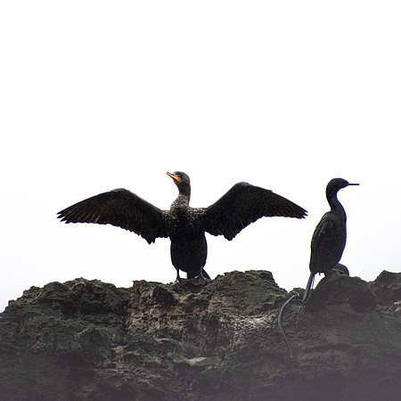 The Cormorant