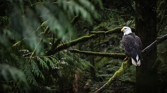 The Eagle