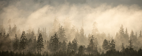 The golden Mist