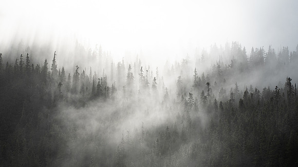 The Alpine Fog