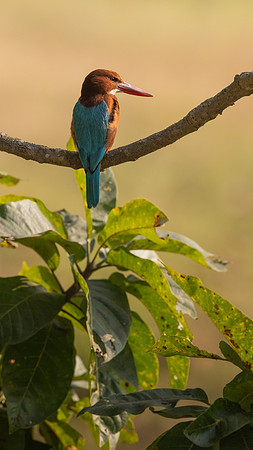 42 - Kingfisher