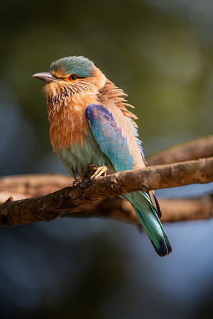 41 - Indian Roller