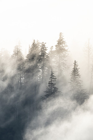 The Evening Fog
