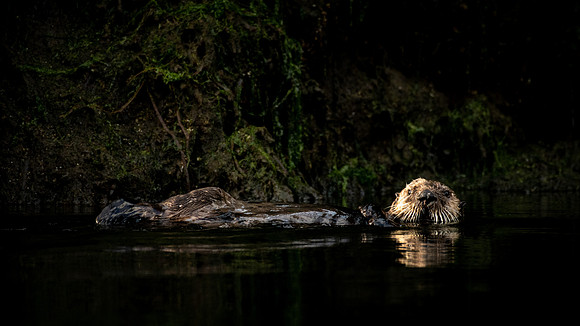 The Otter