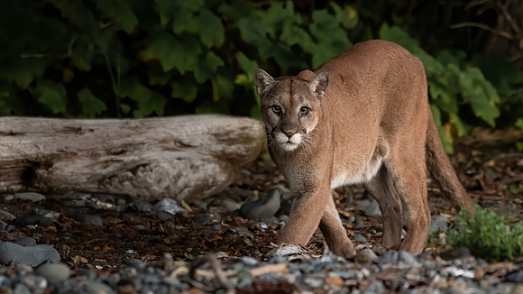 The Cougar