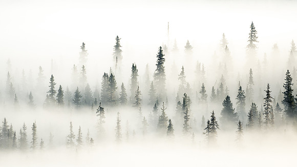 The Fog