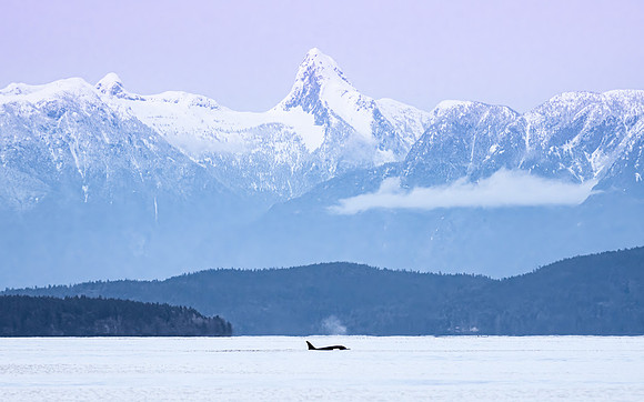 Orca - 16-10