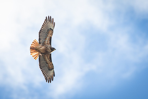 Soar High