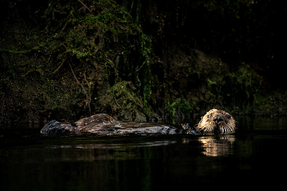 The Otter