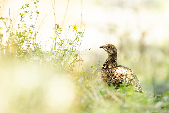 Ptarmigan