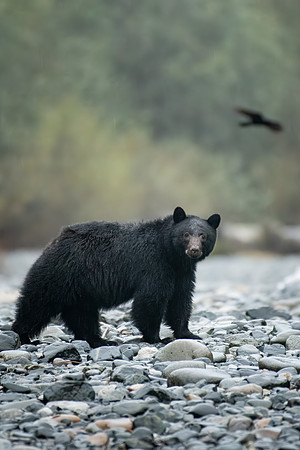 Ravin' Bear