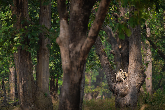 32 - Bandhavgarh National Park - Langur Monkeys