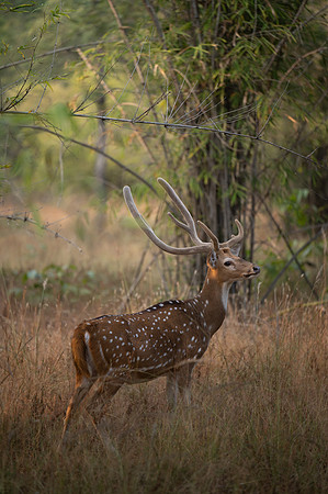 34 - Bandhavgarh National Park - Axis Deer