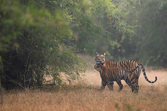 46 - Bandhavgarh National Park - Tiger and her cub