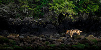 Natural World