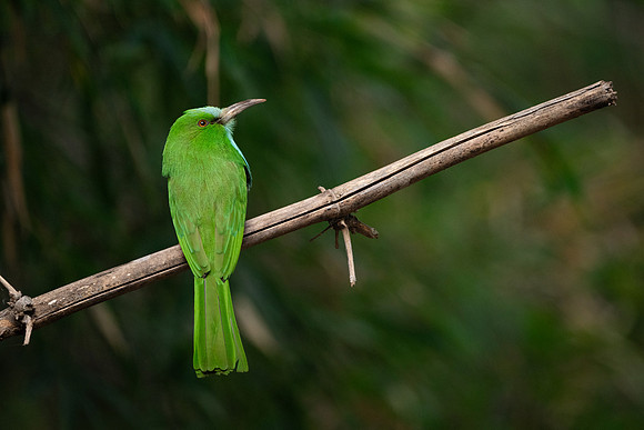 39 - Blue Bearded Bee Eater