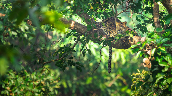48 - Kanha National Park - Leopard Hanging out in a Tree